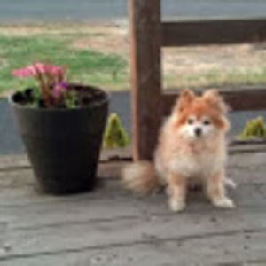 Meet your Posher, Donna